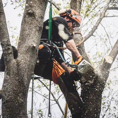 Accès dans les arbres