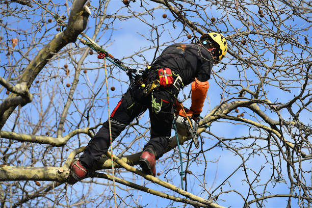 Acces dans les arbres 3